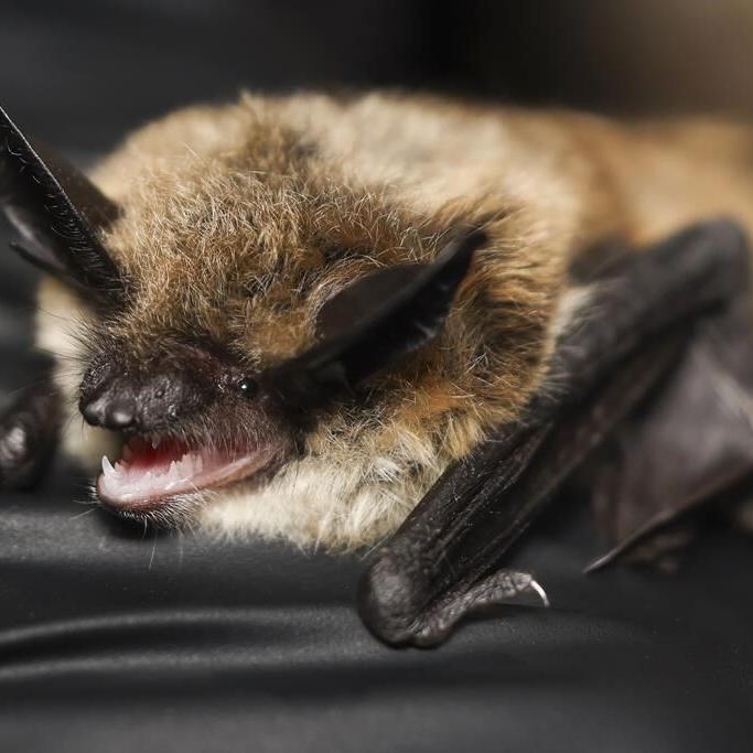 It's almost Halloween. That means it's time for a bat beauty contest